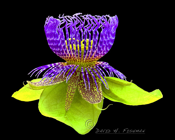 Purple passiflora.jpg